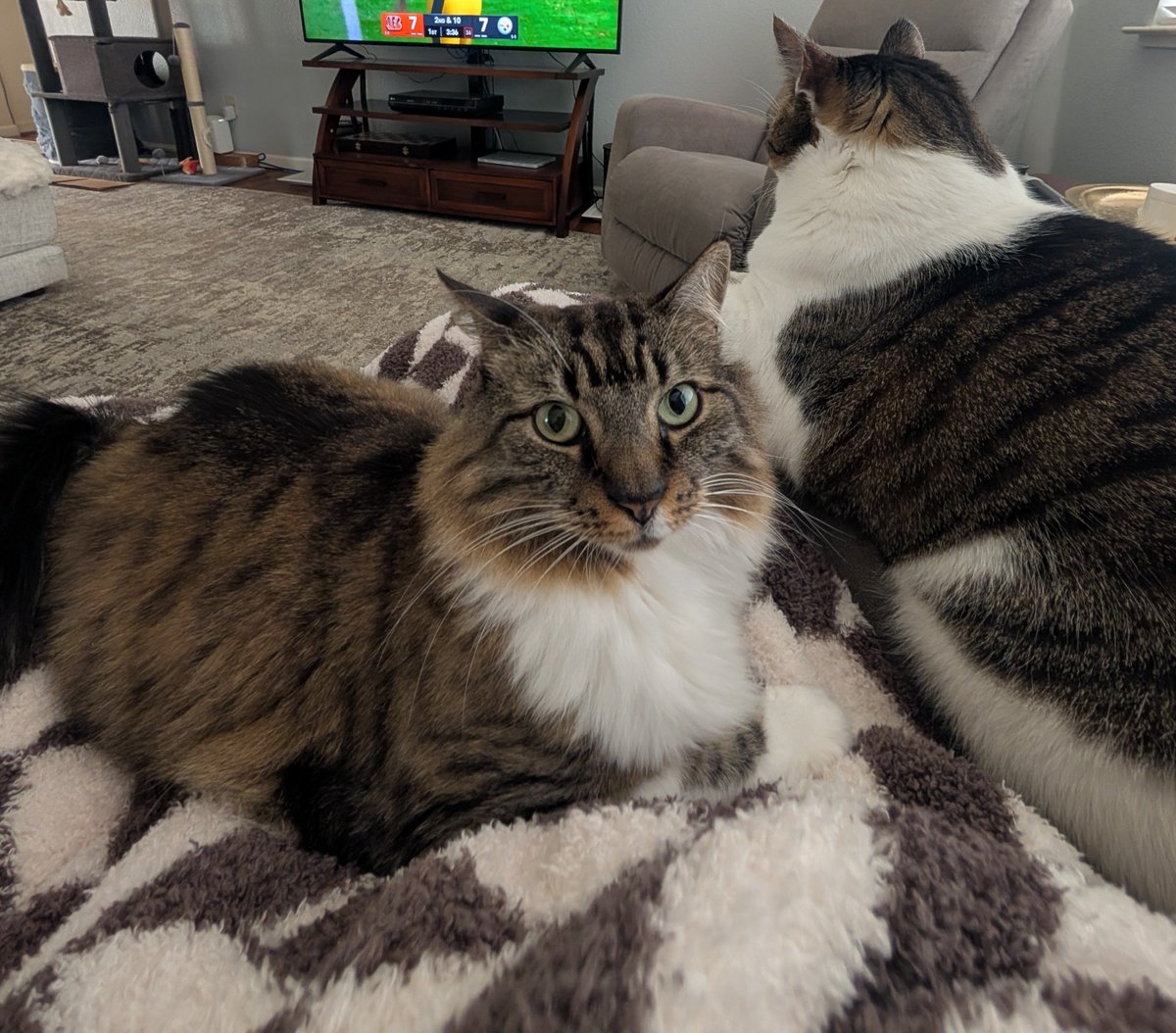 Just so you know: Cats don't meow at other cats, they're actually talking to you…